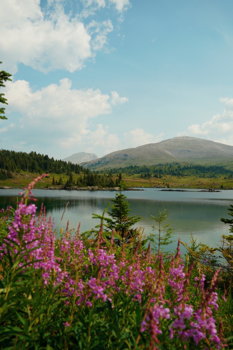 Wildflowers beside a lake in Banff
